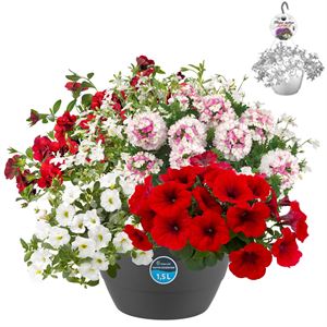 Bild von Hp27 multi Mix 09